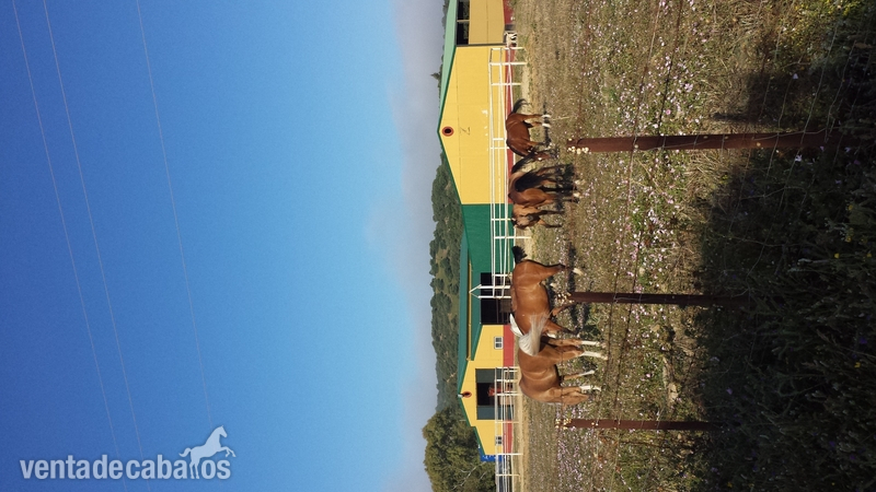 Alcala de los gazules Magnificas instalaciones ecuestre en Alcala