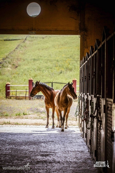 Magnificas instalaciones ecuestre en Alcala - Finca ecuestre in Alcala de los gazules