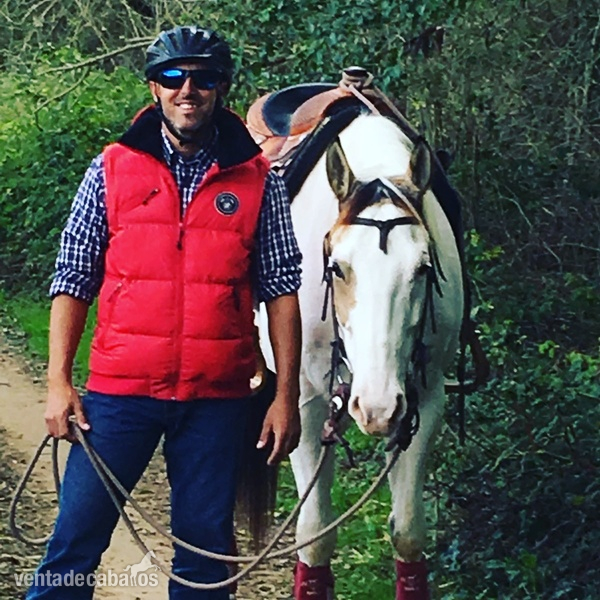 Paint Horse con registro APHA in 