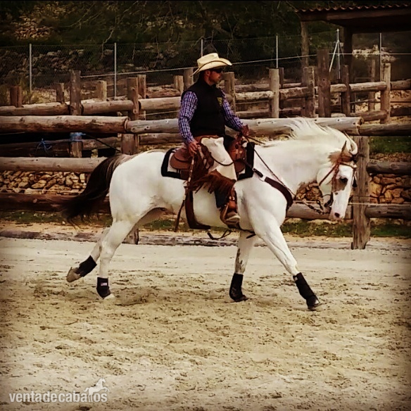 Paint Horse