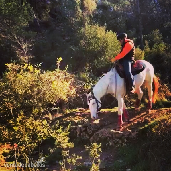 Caballos Capados Paint Horse - Paint Horse con registro APHA
