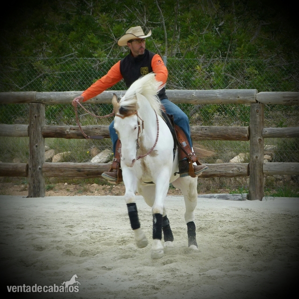 Paint Horse con registro APHA - Caballos Capados Paint Horse