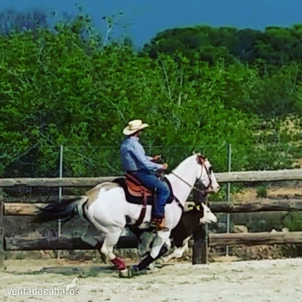Paint Horse con registro APHA - Paint Horse