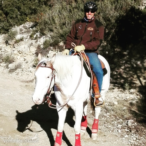 Paint Horse con registro APHA - Caballos Capados