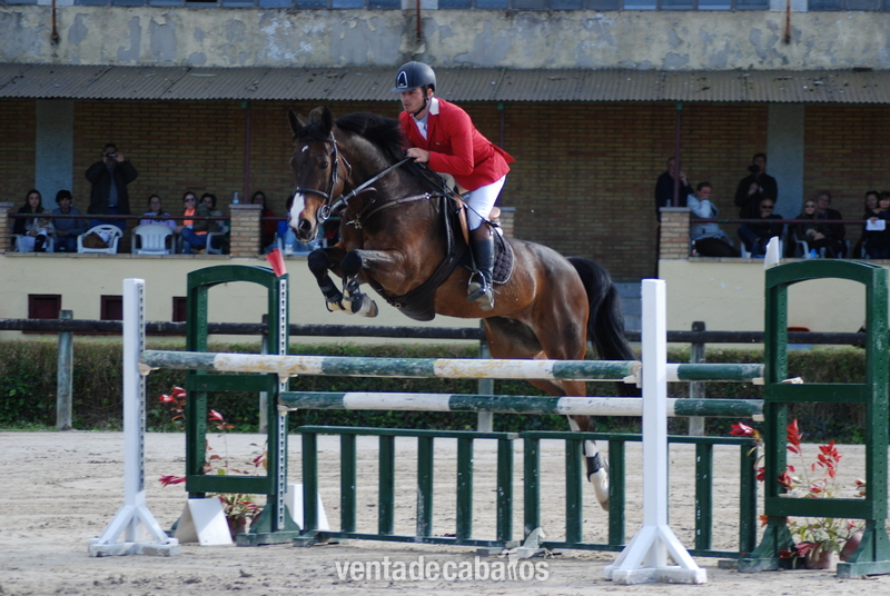 Winston kwpn en venta in 