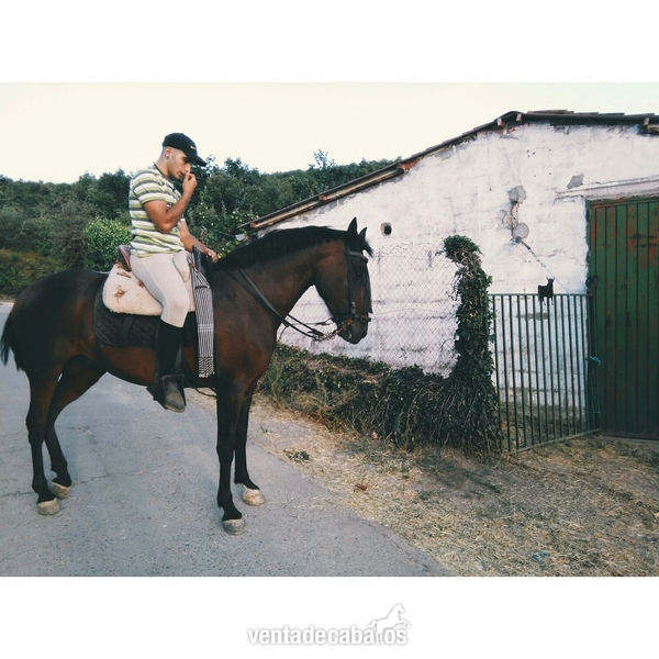 SE VENDE CABALLO HISPANOÁRABE in 