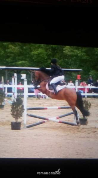Pony D AngloArabe in 