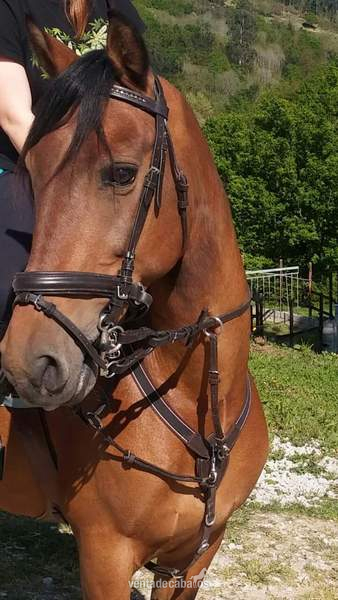 Caballos Capados Anglo-árabe - Pony D AngloArabe