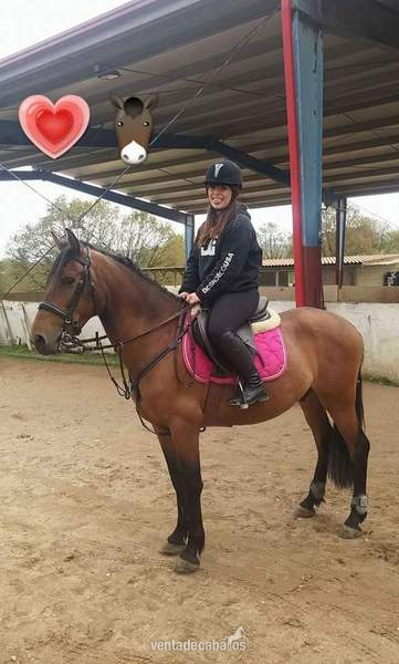 Pony D AngloArabe - Caballos Capados Anglo-árabe