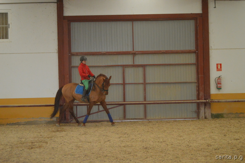 Venta Caballo PRE in 