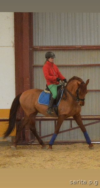 Caballos Pura Raza Española (P.R.E.) Pura Raza Española - Venta Caballo PRE