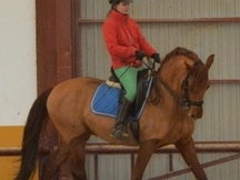 Venta Caballo PRE