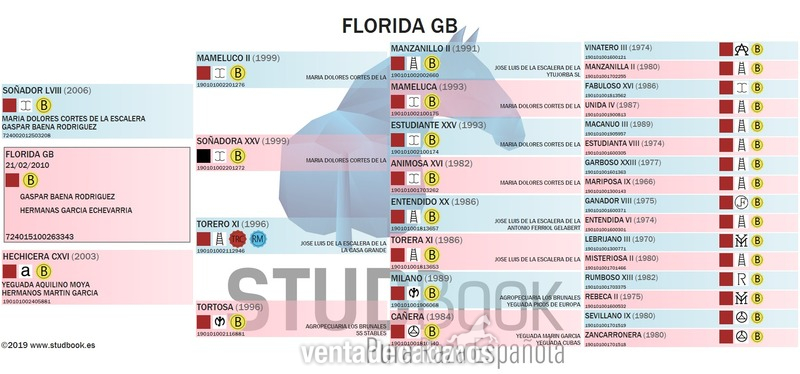 yegua PRE Florida Gb in 