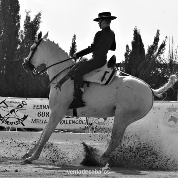 Yegua campeona de doma vaquera  in 