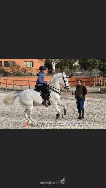 Hispano arabe 50%