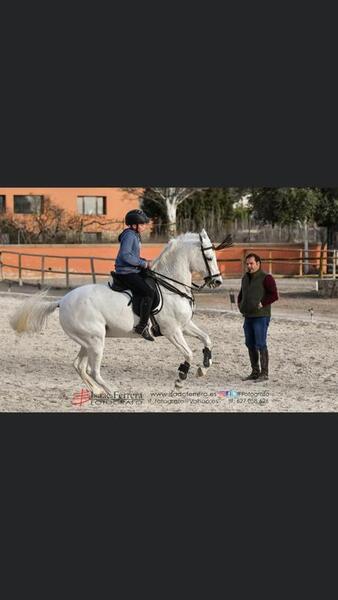 Hispano arabe 50%