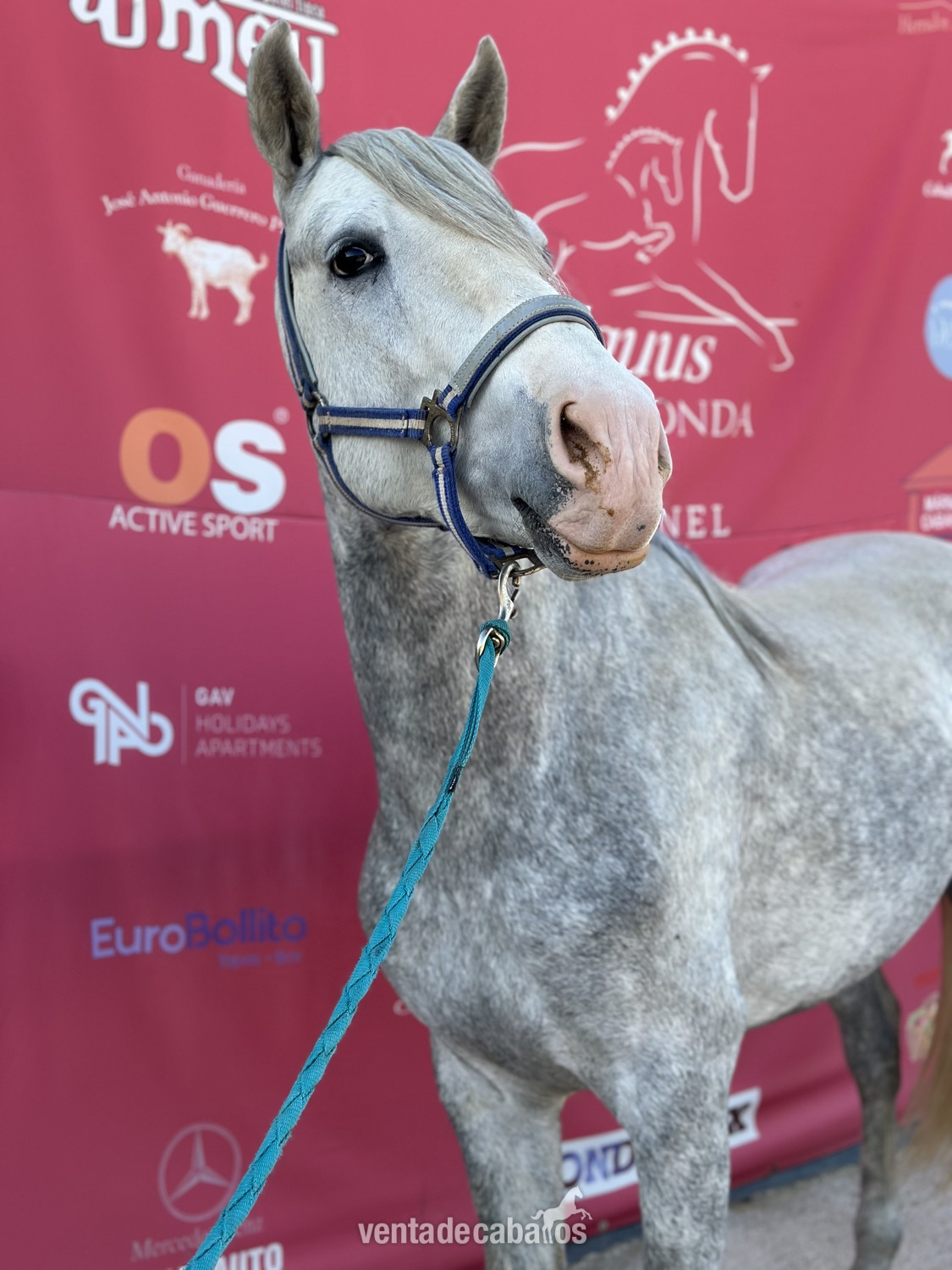 Caballos Pura Raza Española (P.R.E.) p.r.e - Potro tordo, con ojo azul 