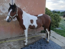 VENDO PONY HEMBRA