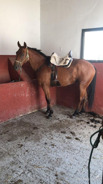 Se venden o cambian 2 potras cruzadas in 