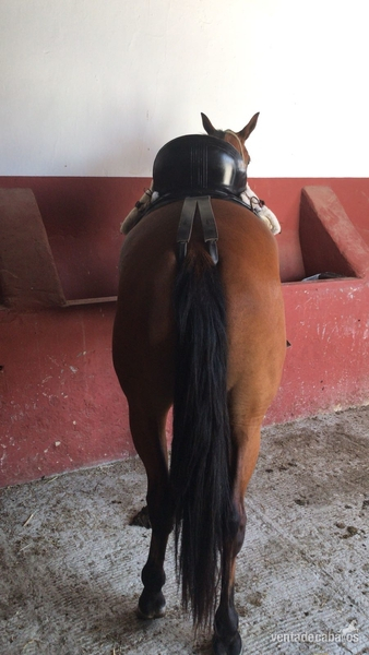 Cruzado