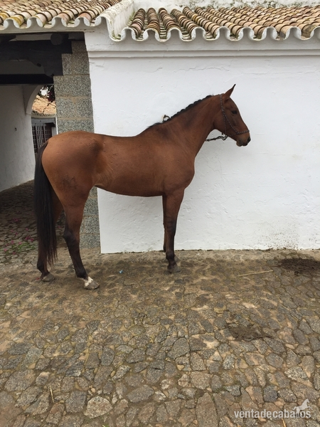 Cruzado {TYPE}