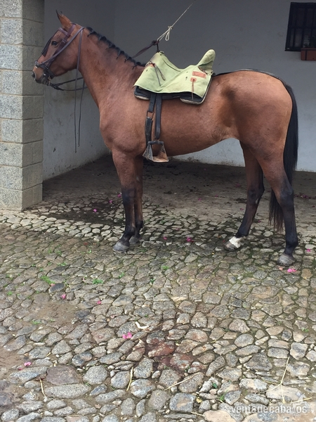 Busco/Cambio/Cedo Caballo Cruzado - Se venden o cambian 2 potras cruzadas