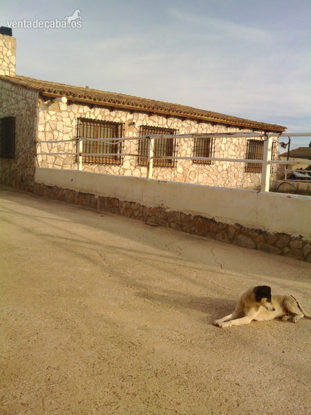 alquilo FINCA CON CODIGO REGA in UTIEL