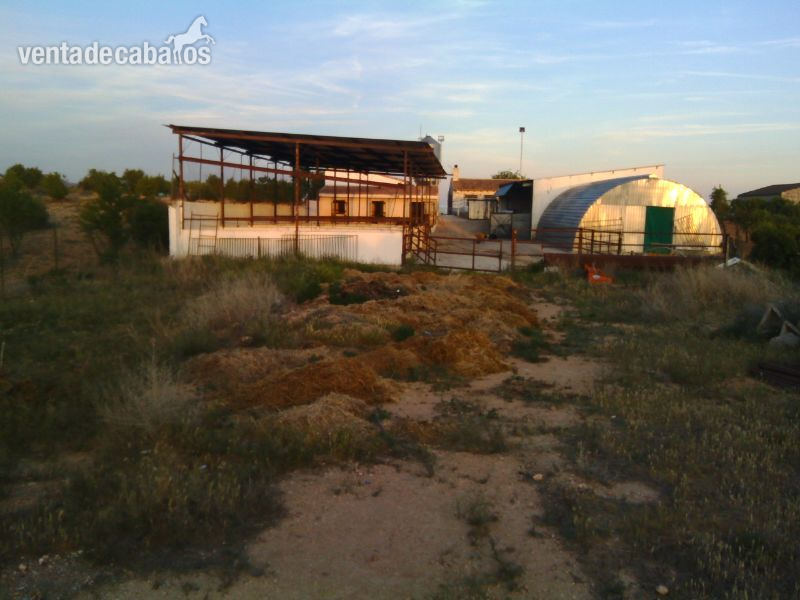 UTIEL alquilo FINCA CON CODIGO REGA