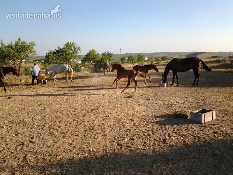 Hípicas y establos en venta - alquilo FINCA CON CODIGO REGA
