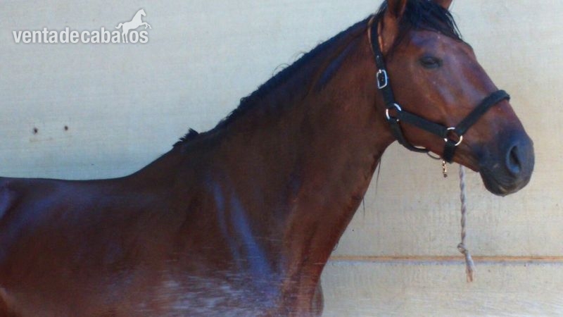 VENTA DE CABALLO P.R.E  in 