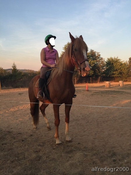 Precioso Caballo raza Española-Lusitana in 
