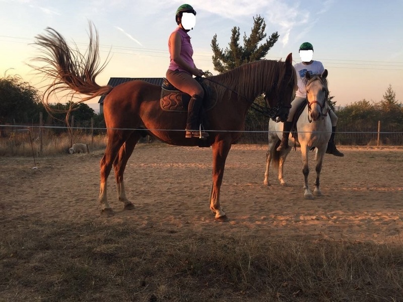 Española-Lusitana