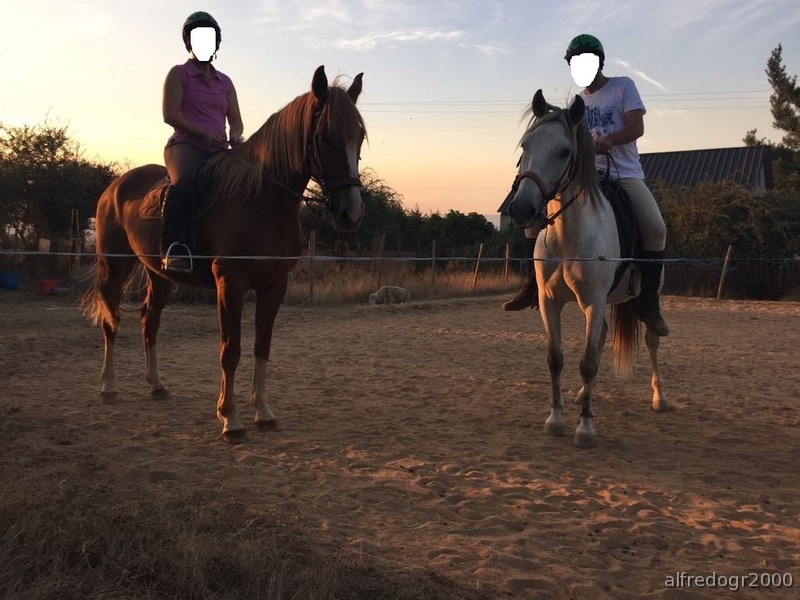 Caballos Enteros Española-Lusitana - Precioso Caballo raza Española-Lusitana