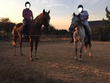 Precioso Caballo raza Española-Lusitana