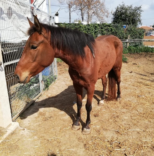 Vendo la potra por no entender y no saber domar la ni enceñarla cosas in 