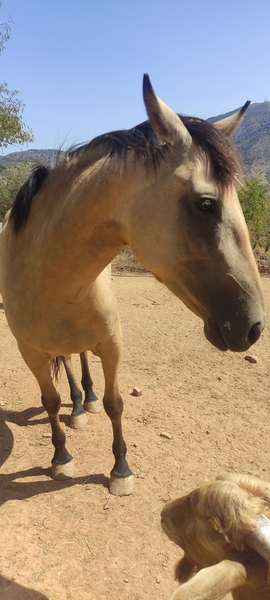 Hija de tres sangres y caballo deportivo el semental perla de Coín 