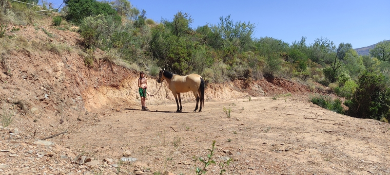 Hija de tres sangres y caballo deportivo el semental perla de Coín  {TYPE}