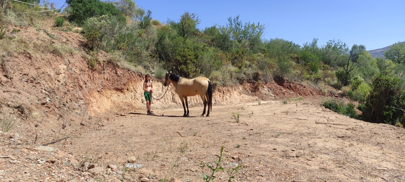 Hija de tres sangres y caballo deportivo el semental perla de Coín  {TYPE}