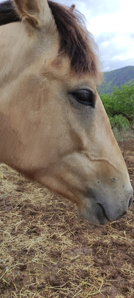 Yeguas Hija de tres sangres y caballo deportivo el semental perla de Coín  - Yegua baya 3 años y 8 meses 