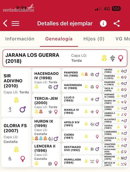 Caballos Pura Raza Española (P.R.E.) Pre - Yegua pre 4 años 
