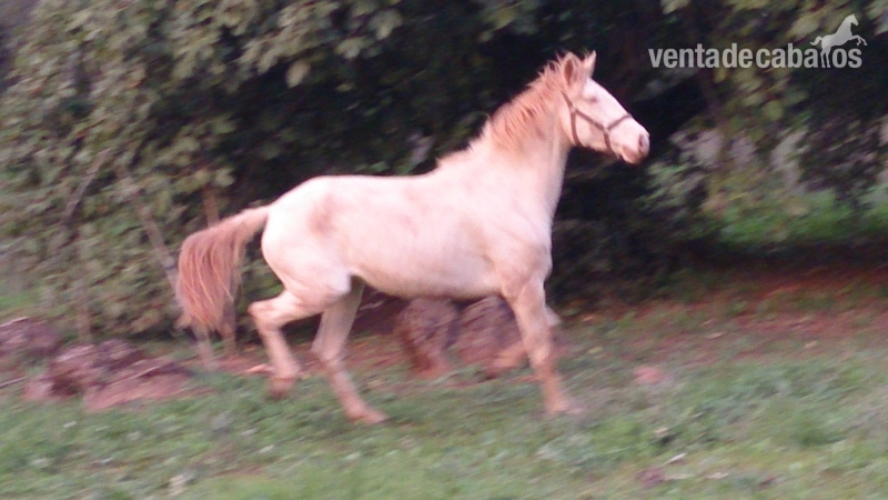 Lusitano