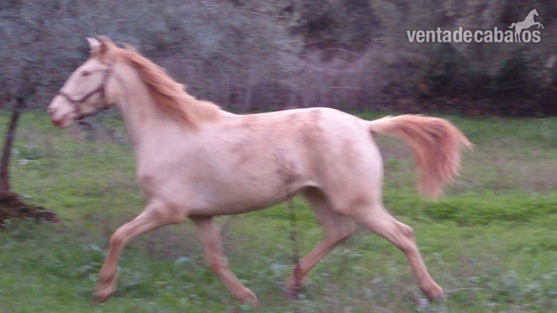 Lusitano {TYPE}