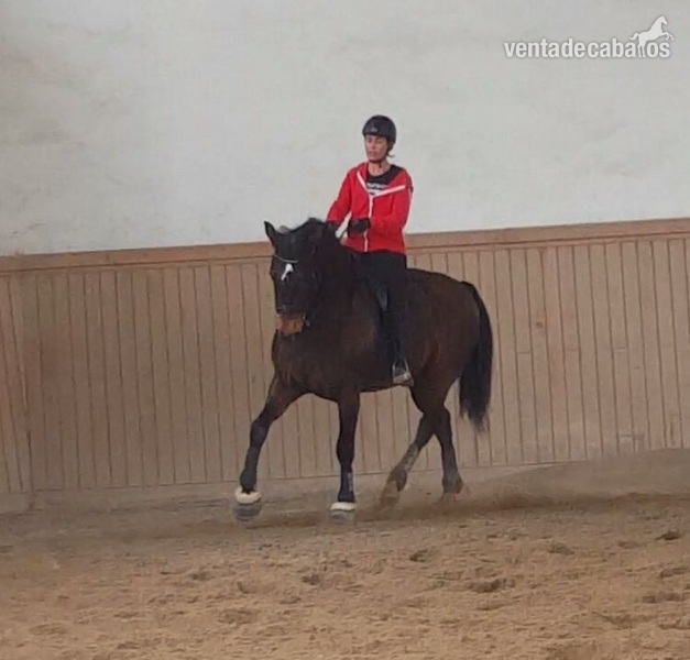 Vendro PRE para doma clasica in 