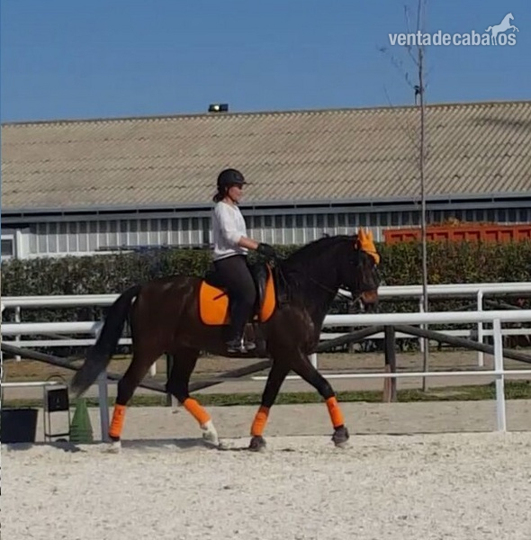 Caballos Pura Raza Española (P.R.E.) Pura Raza Española - Vendro PRE para doma clasica