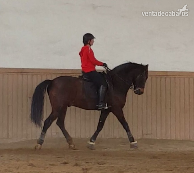 Vendro PRE para doma clasica