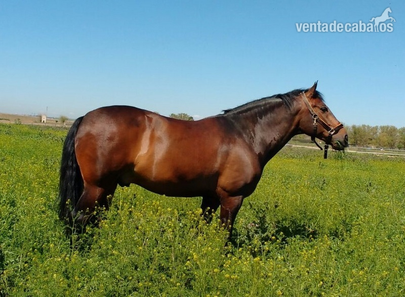  Vendro PRE para doma clasica