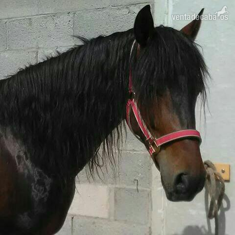 Venta caballo PRE in 