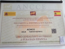 Venta caballo PRE