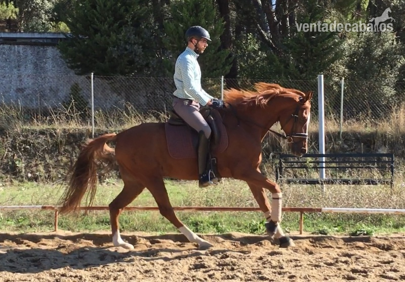 Caballo centroeuropeo con potencial de doma in 