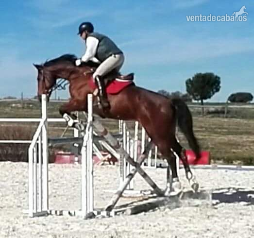 Caballo holandes castaño in 